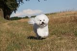 BICHON FRISE 062